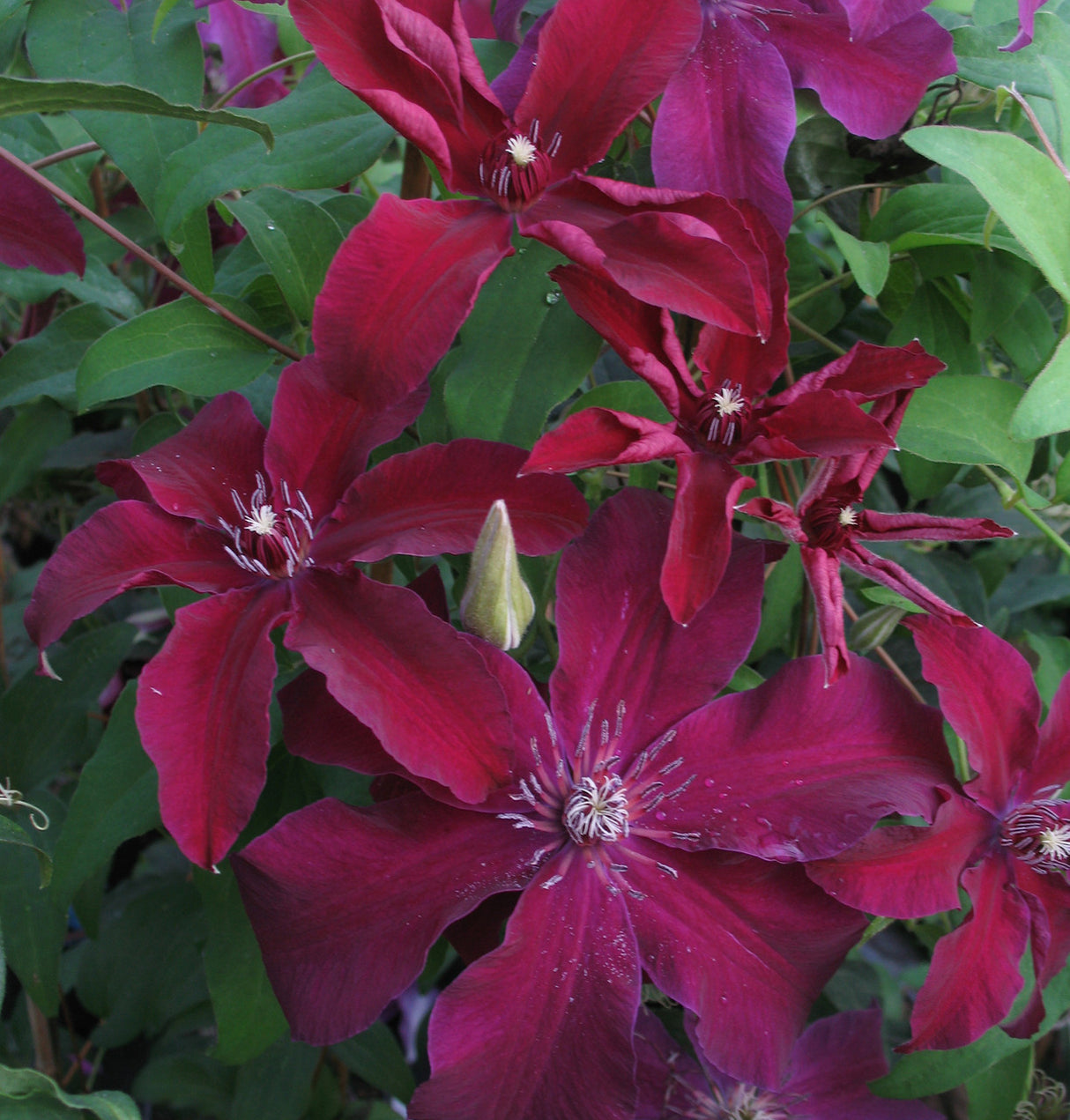 Clematis 'Huvi™'