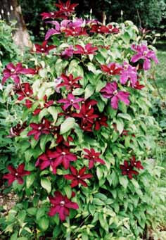 Clematis 'Huvi™'