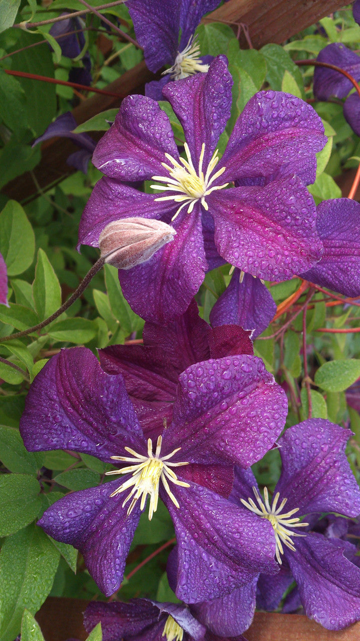 Clematis 'Jackmanii'