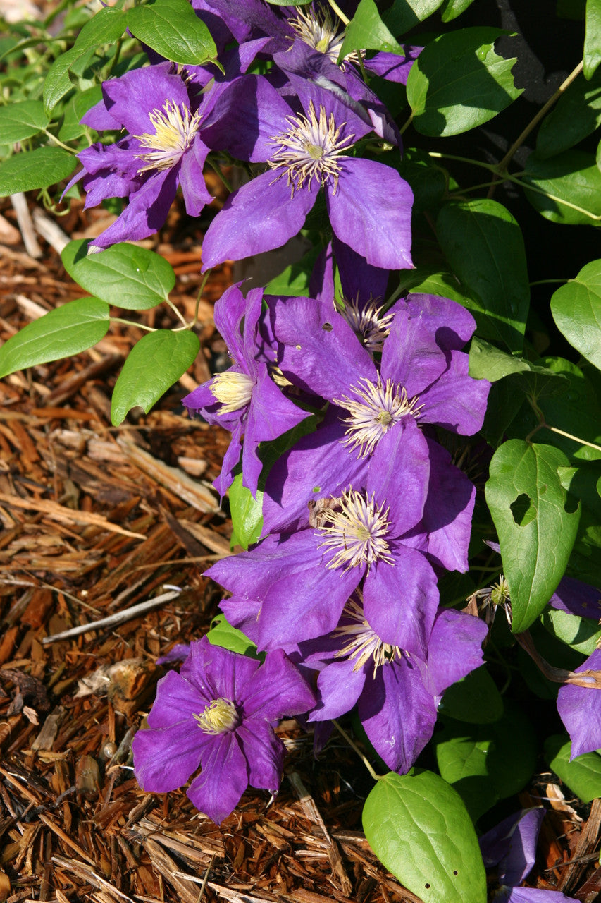 Clematis 'Jackmanii'