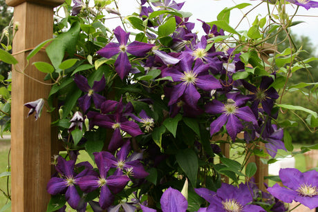 Clematis 'Jackmanii'