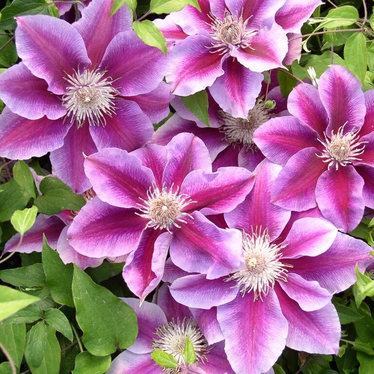 Clematis 'Kilian Donahue'