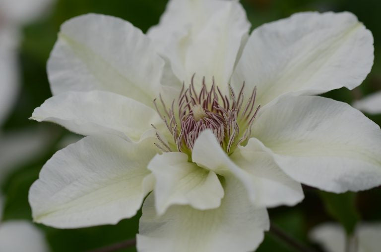 Clematis 'Kitty'