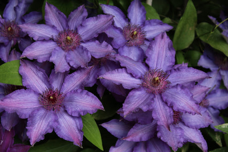 Clematis 'Marie Louise Jensen™'