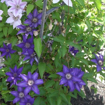 Clematis 'Marie Louise Jensen™'