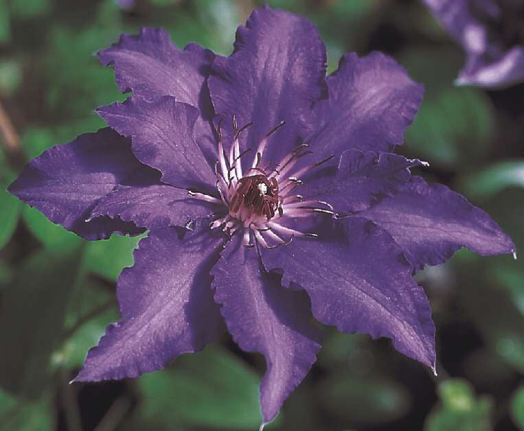 Clematis 'Marie Louise Jensen™'