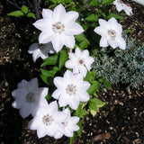 Clematis 'Miss Bateman'