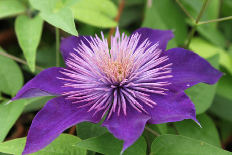 Clematis 'Multi Blue'