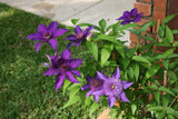 Clematis 'Multi Blue'