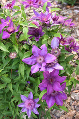 Clematis 'Multi Blue'