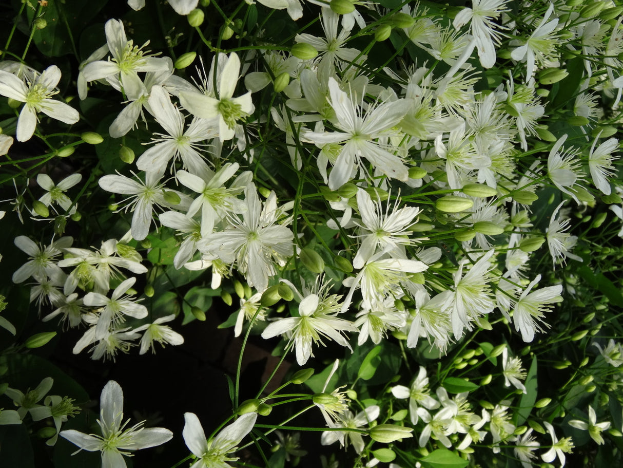 Clematis paniculata 'Sweet Autumn'