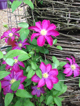 Pink flowers with green leaves in front of a woven basket