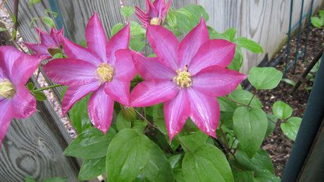 Clematis 'Pink Champagne'