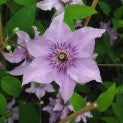 Clematis 'Pink Climador™'