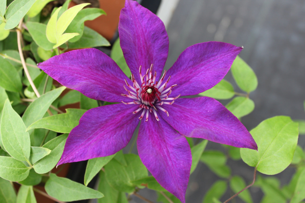 Roseville Clematis The President
