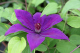 Clematis 'The President'