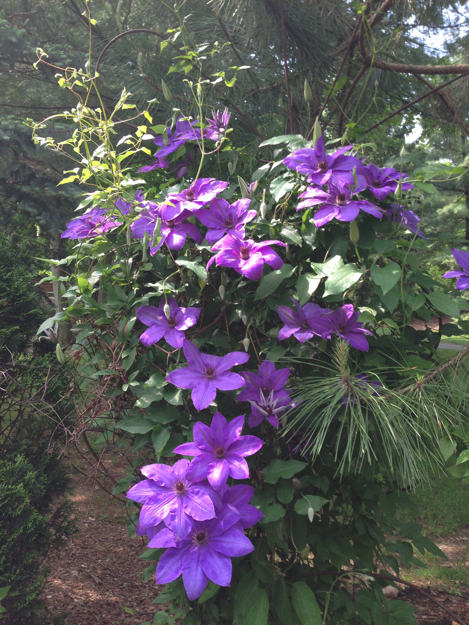 Clematis 'The President'