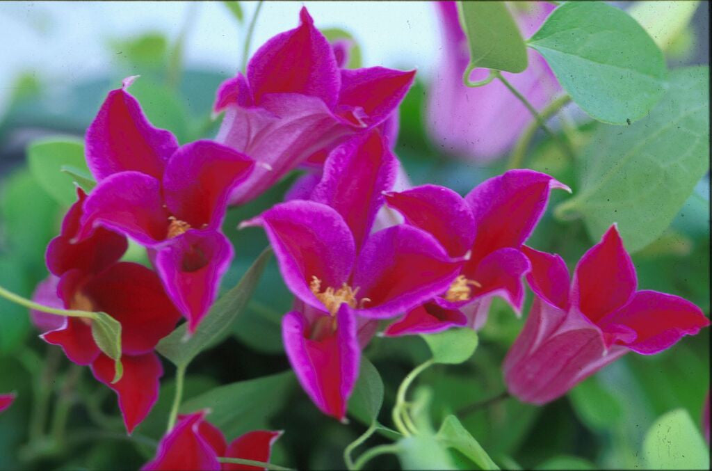 Clematis 'Princess Diana'