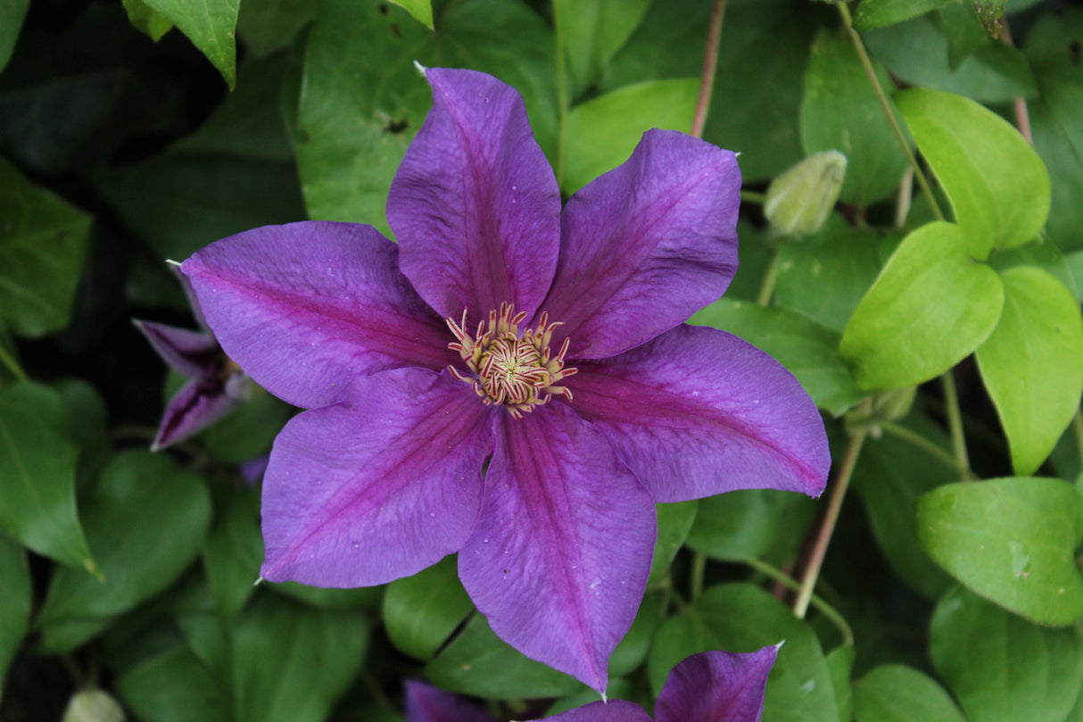 Clematis 'Reiman™'