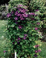 Clematis 'Reiman™'