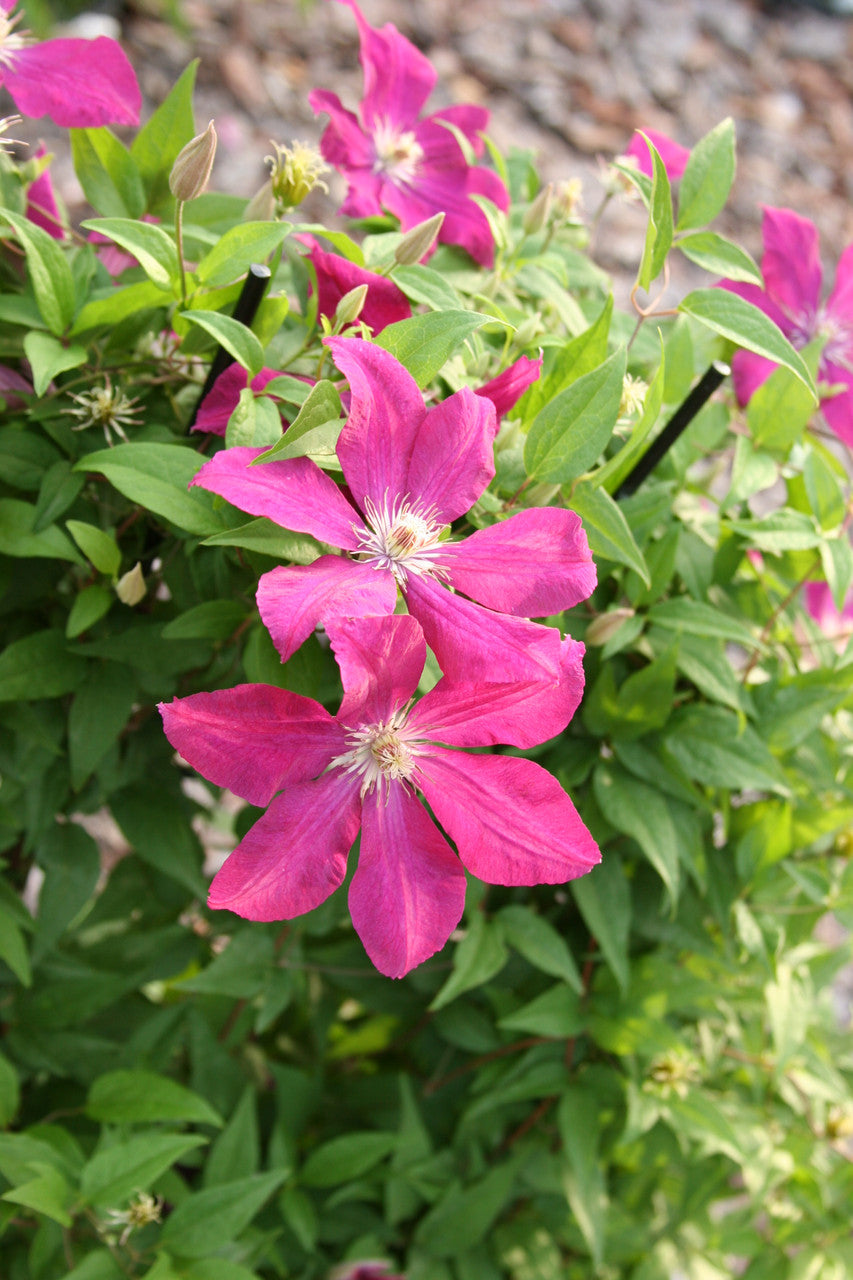 Clematis 'Rouge Cardinal'