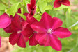 Clematis 'Rouge Cardinal'