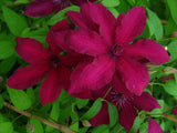 Clematis 'Ruutel'