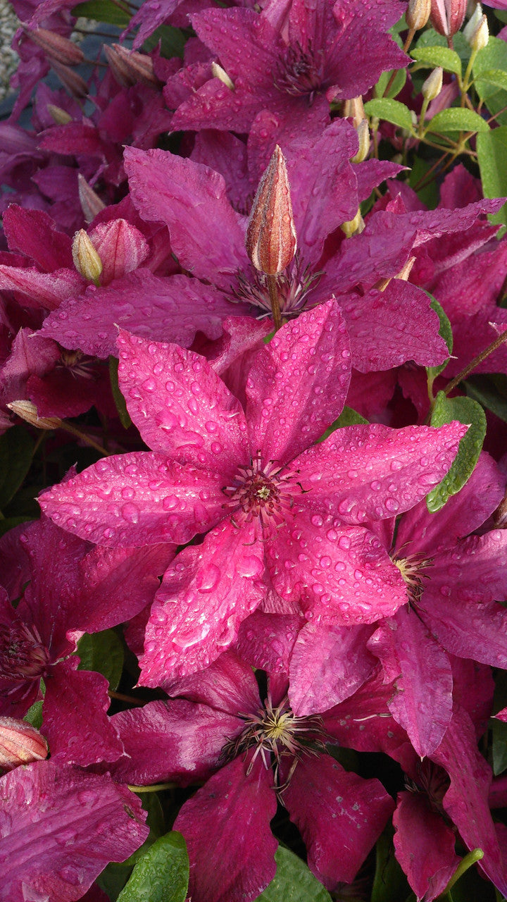 Clematis 'Ruutel'