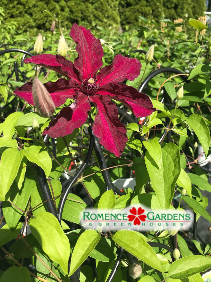 Clematis 'Ruutel'