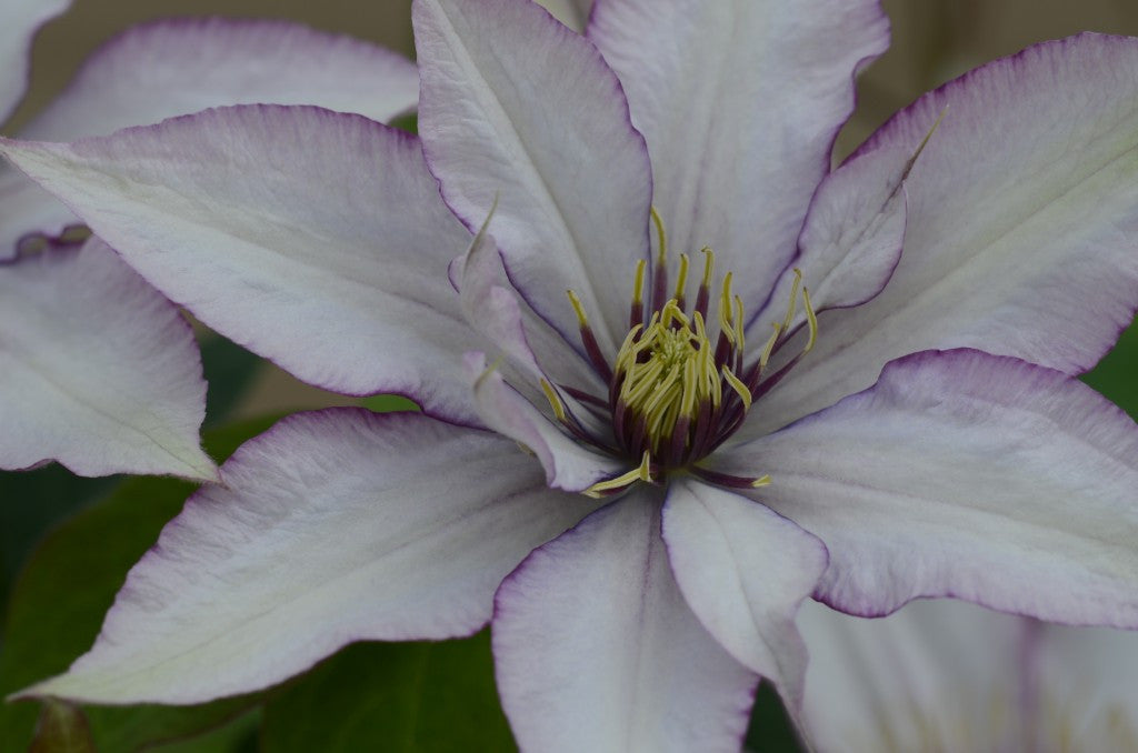 Clematis 'Samaritan Jo'