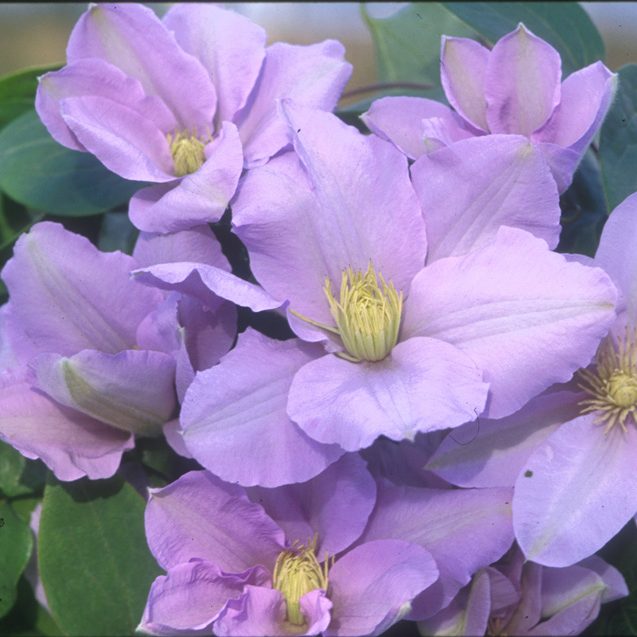 Clematis 'Silver Moon'