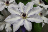 Close-up of a white flower with a purple center