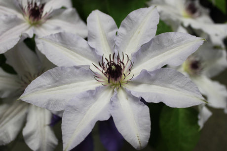 Close-up of a white flower with a purple center