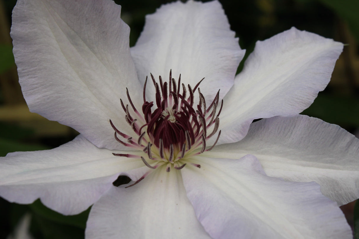 Clematis 'Snow Queen'