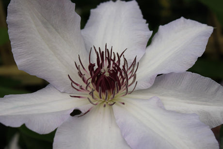 Clematis 'Snow Queen'