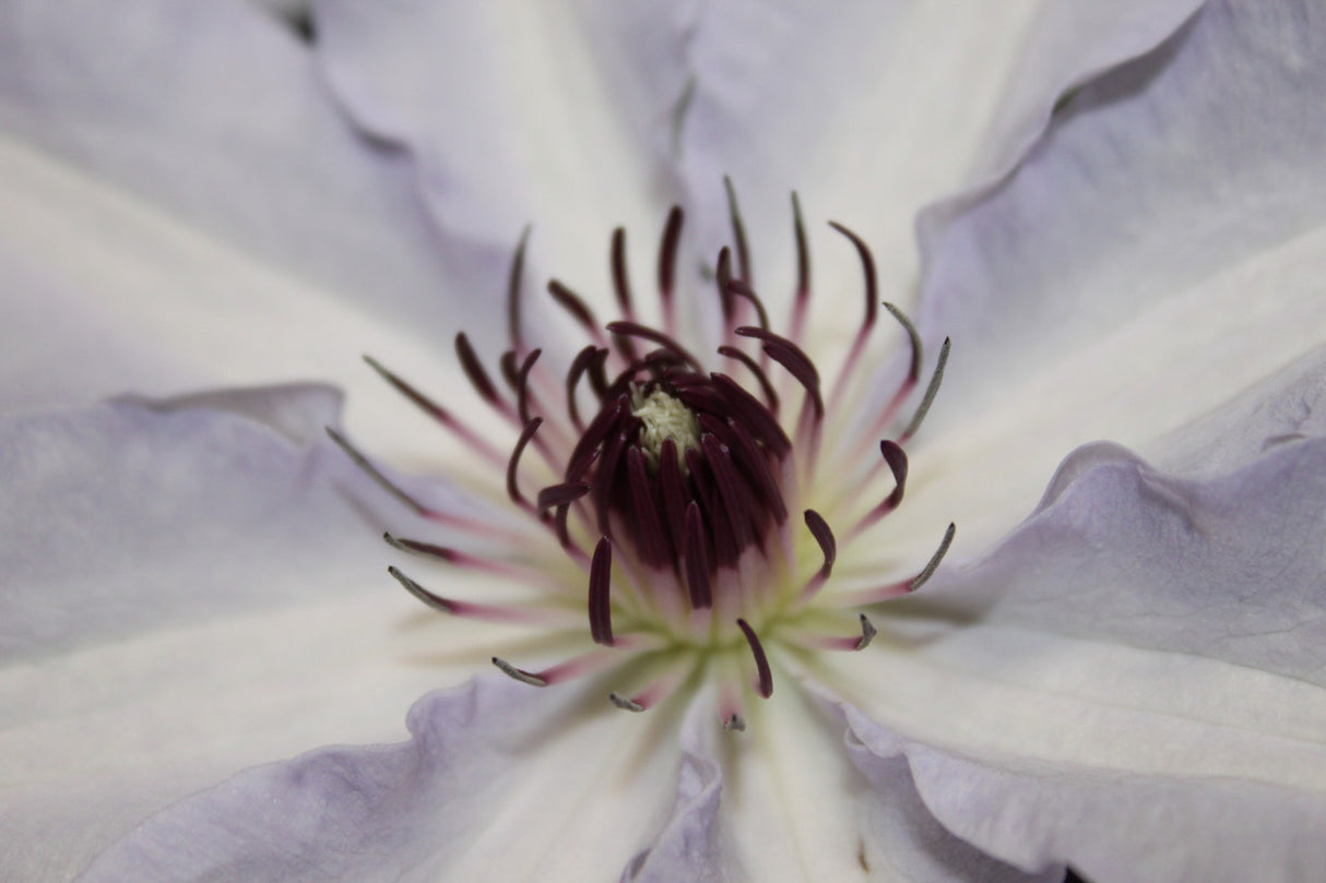 Clematis 'Snow Queen'