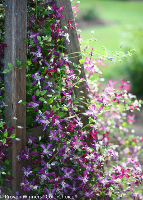 Clematis 'Sweet Summer Love'