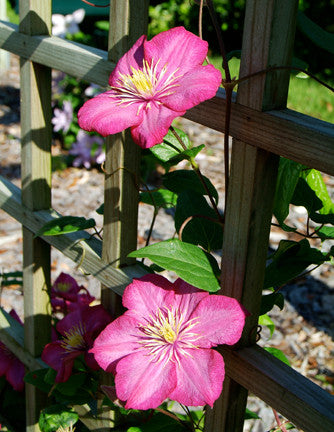 Clematis 'Ville de Lyon'