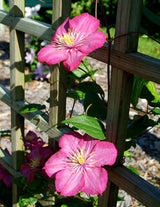 Clematis 'Ville de Lyon'