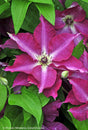 Clematis 'Viva Polonia'