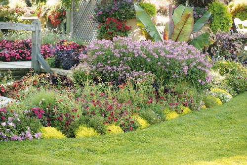 Cleome hybrid 'Señorita Rosalita®' landscape mixed