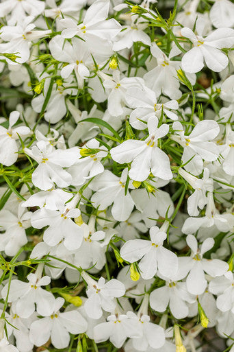 Lobelia erinus 'Laguna® Cloud White™'