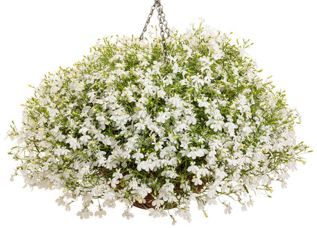 Lobelia erinus 'Laguna® Cloud White™' in hanging basket