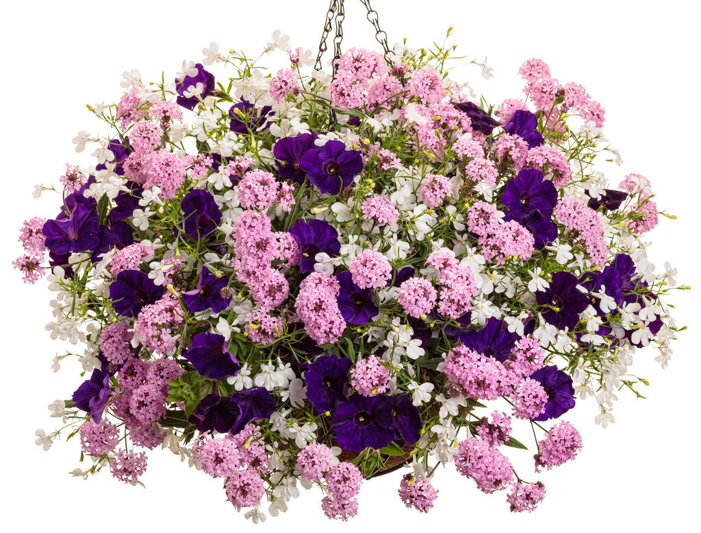 Lobelia erinus 'Laguna® Cloud White™' – Romence Gardens & Greenhouses