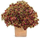 Coleus scutellarioides 'Colorblaze® Cherry Drop' in pot
