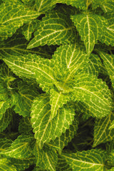 Coleus Solenostemon hybrida 'Electric Lime'