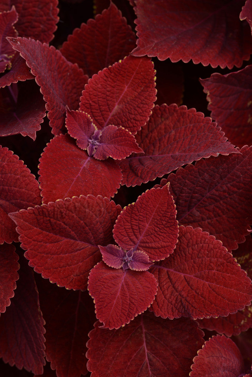 Coleus 'Ruby Slipper' close up