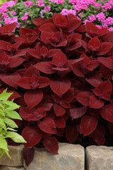 Coleus 'Ruby Slipper' in landscape