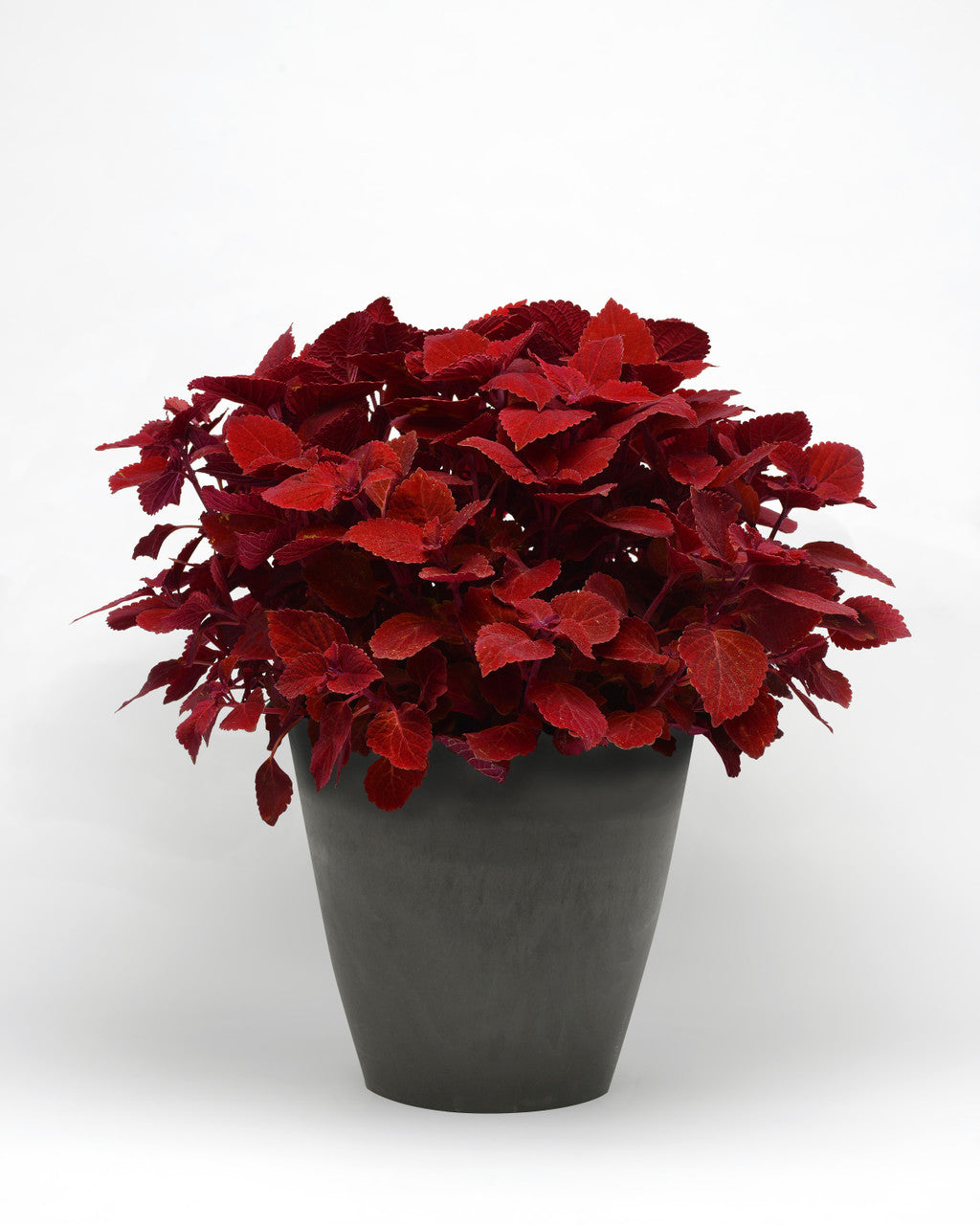 Coleus 'Ruby Slipper' in pot