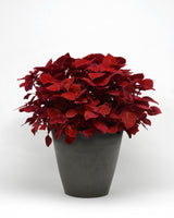 Coleus 'Ruby Slipper' in pot